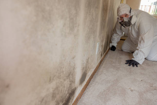 Mold Odor Removal Services in North Auburn, CA